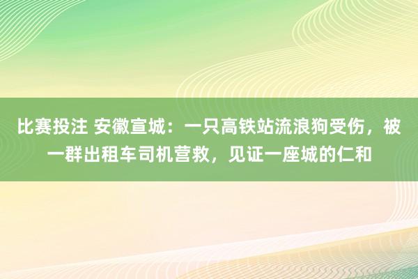比赛投注 安徽宣城：一只高铁站流浪狗受伤，被一群出租车司机营救，见证一座城的仁和